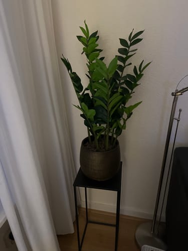 Customer photo review of Zamioculcas Kunstplant 75cm
