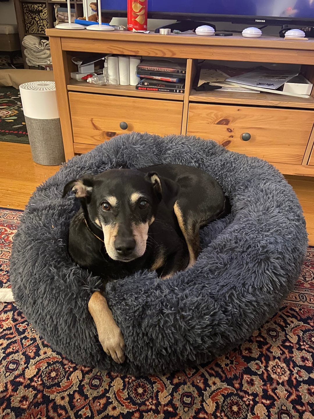 Customer photo review of Brooklyn® Deep Sleep Pet Bed