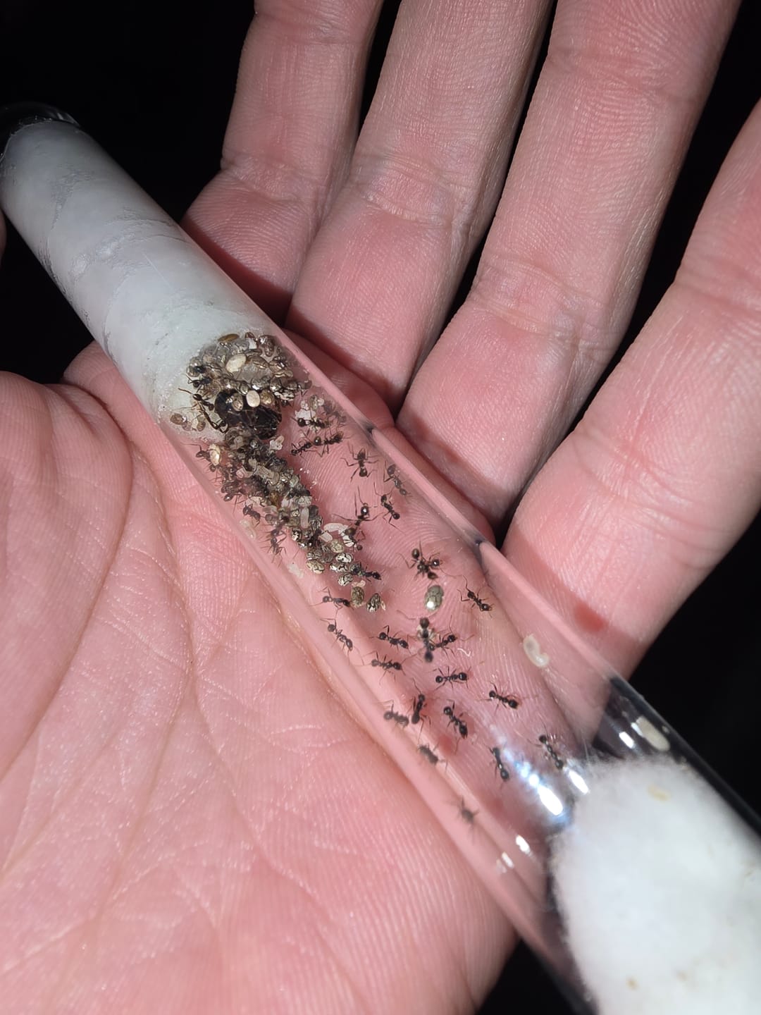 Customer photo review of Giant Big-Headed Ant (Pheidole rhea)