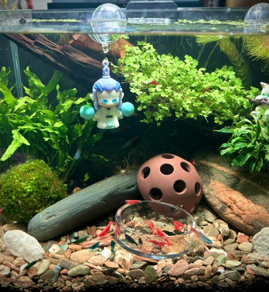 Customer photo review of Rainbow Pack Neocaridina Shrimp