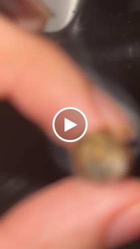 Customer video review of Exotic Shake