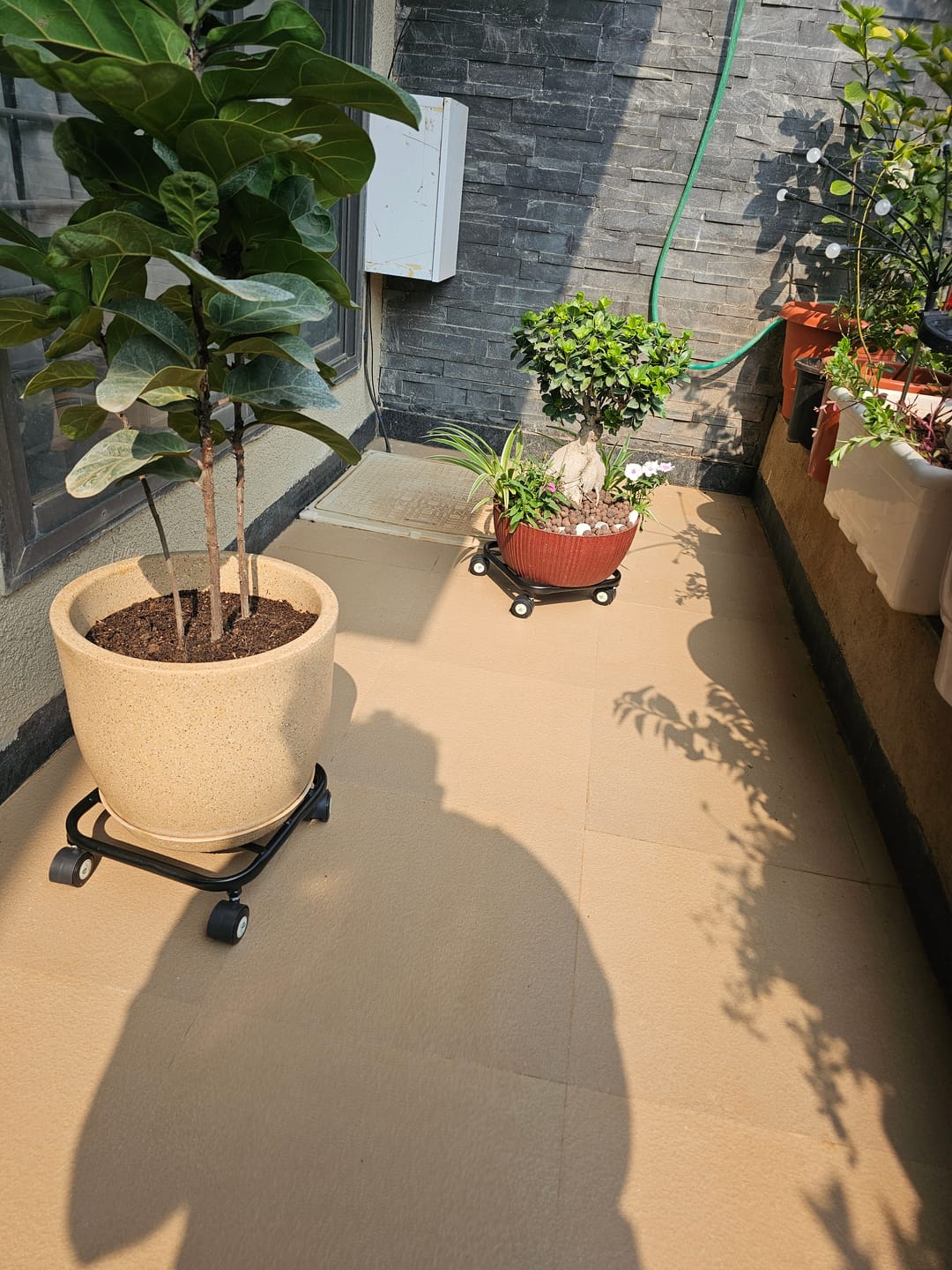 Customer photo review of TryGreen Daze Wheel Rolling Plant Stand for Planters