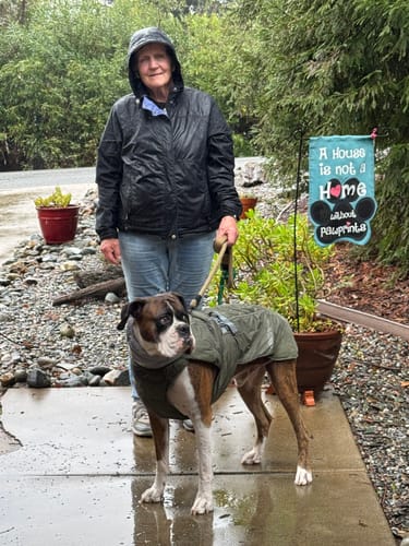Customer's boxer dog wearing the green water-resistant dog winter coat for a walk in the rain.