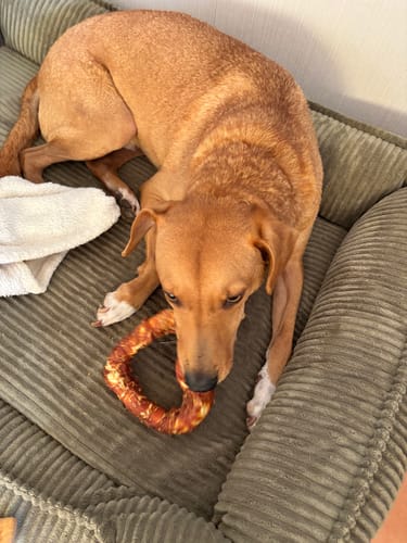 Ein Kunde zeigt seinen entspannten Hund, der auf einem Hundebett liegt und einen ringförmigen Easy Fresh Snack kaut.