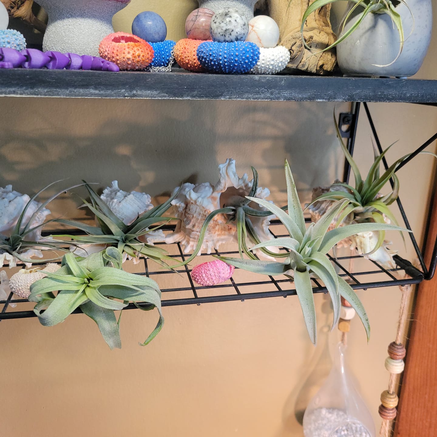 Customer photo review of **Air Plant Mystery Box**  (ALL TIERS BACK IN STOCK!)