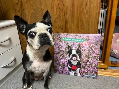 Customer photo review of 2026 Wall Calendar