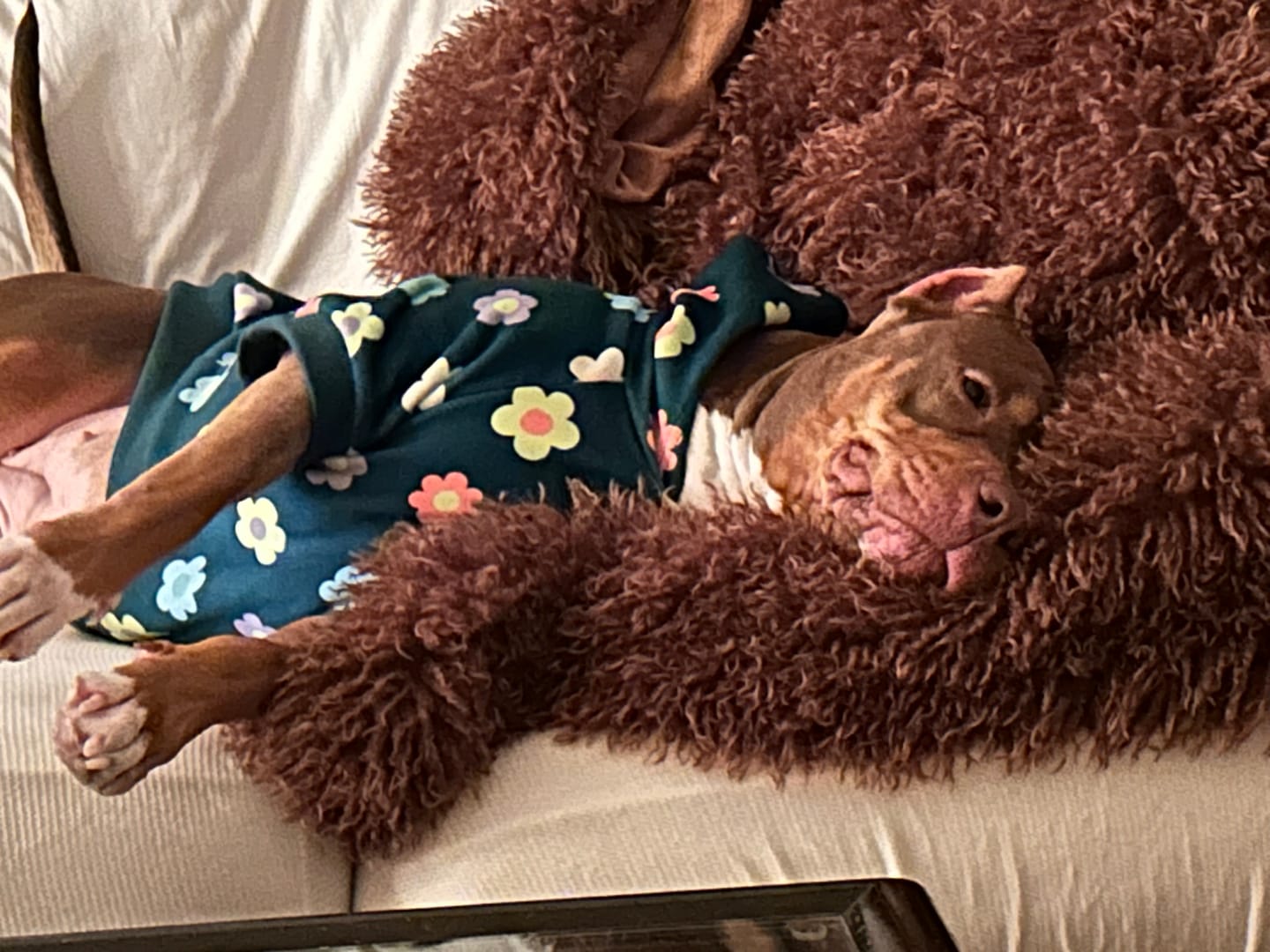 Customer photo review of Daisy Dog Hoodie - Green