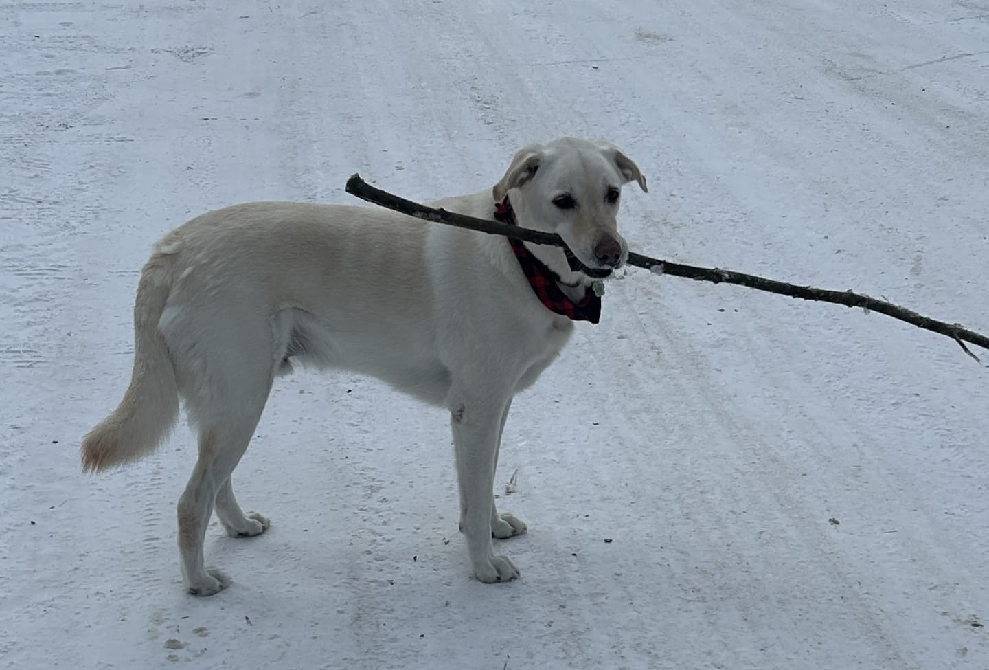 Customer photo review of Horizon Legacy - Nourriture pour chien haut de gamme