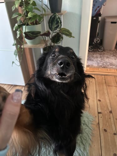 Kunde zeigt seinen schwarz-braunen Hund, der dank Relax Time entspannt und glücklich in die Kamera blickt.