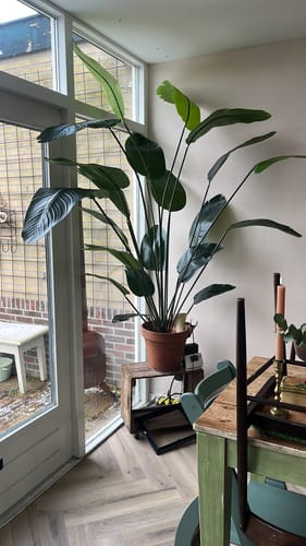 Customer photo review of Kunst Bananenplant 210cm