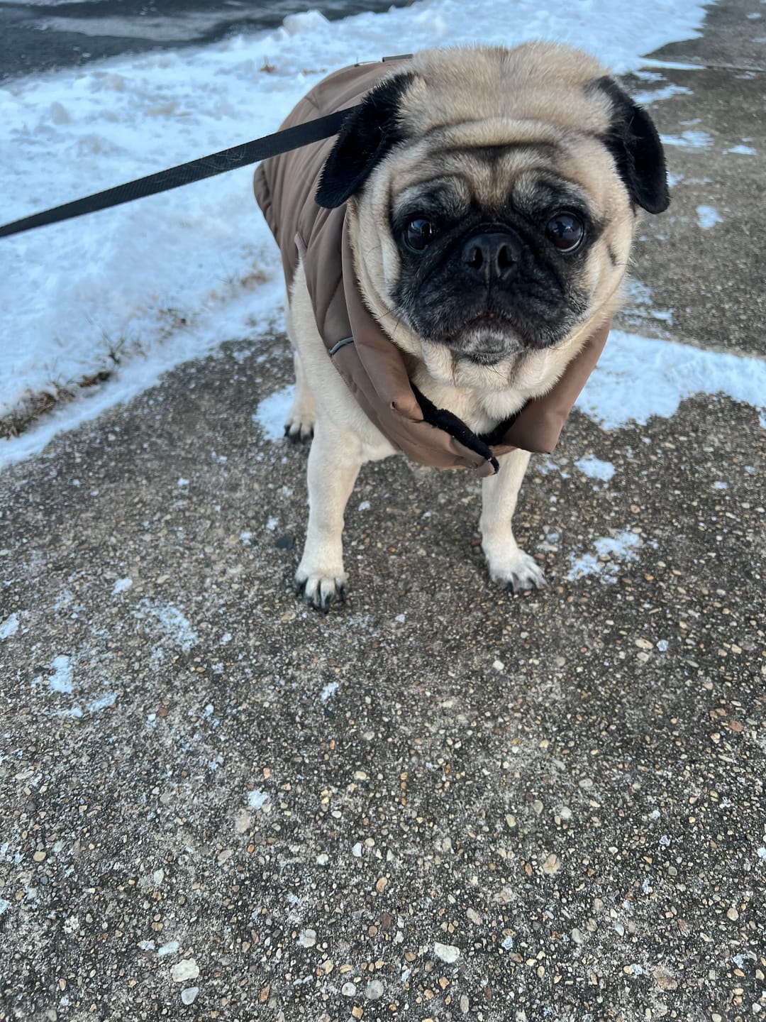 Customer photo review of WarmShield Water-Resistant Jacket - Tan
