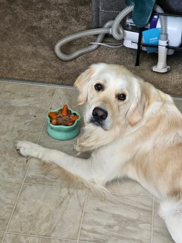 Customer photo review of Freezflower Cup -  Frozen Treat Cup for Calm, Happy Dogs