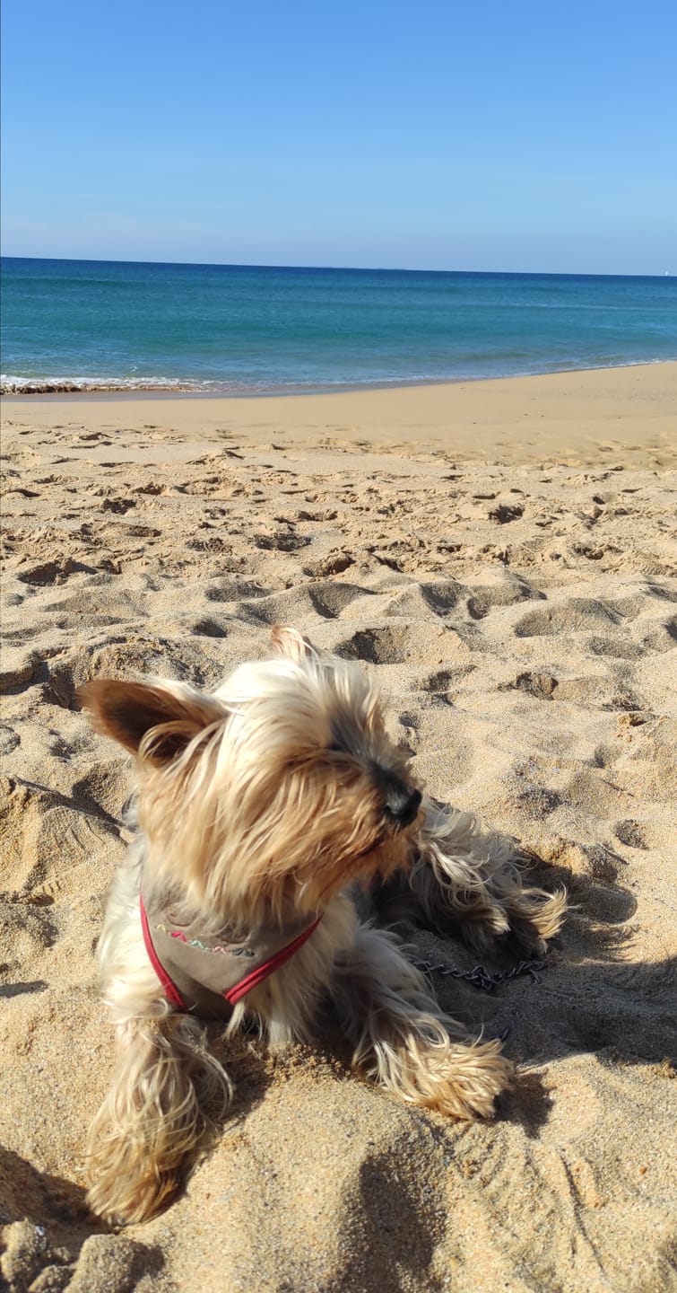 Customer photo review of Pâtée Volaille Fraîche & Légumes (x9) - Chien