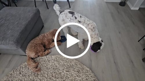 Customer photo review of FreezSwirl - Durable Stimulation Toy