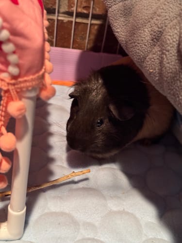 Customer photo review of Premium Fleece Liner for Guinea Pigs | Daisy