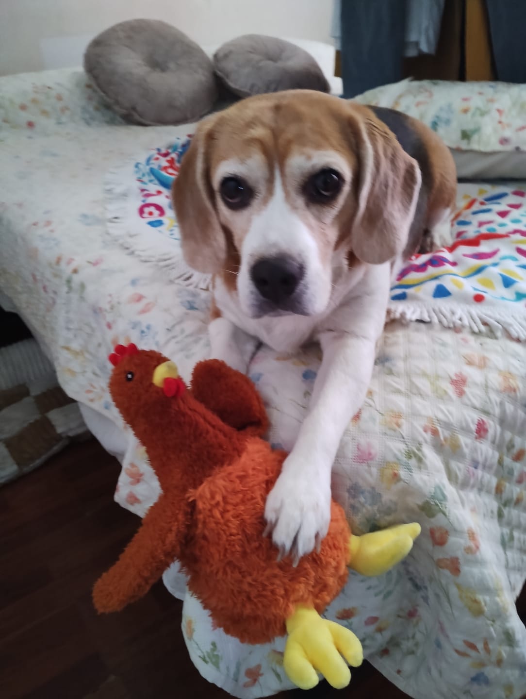 Customer photo review of Juguete Gallina con sonidos