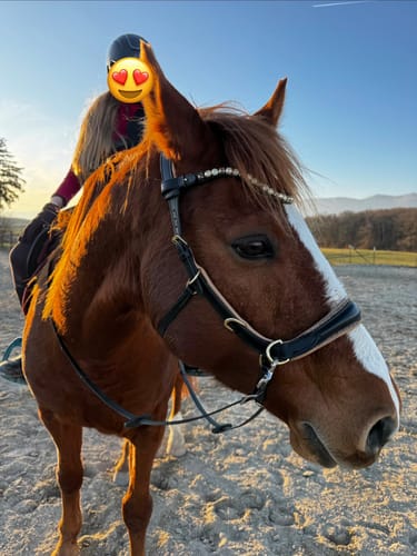 Customer photo review of Spiritandhiscrew X MASEGO bit to bitless Multi bridle