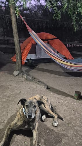 Customer photo review of Rastreador GPS Petfind