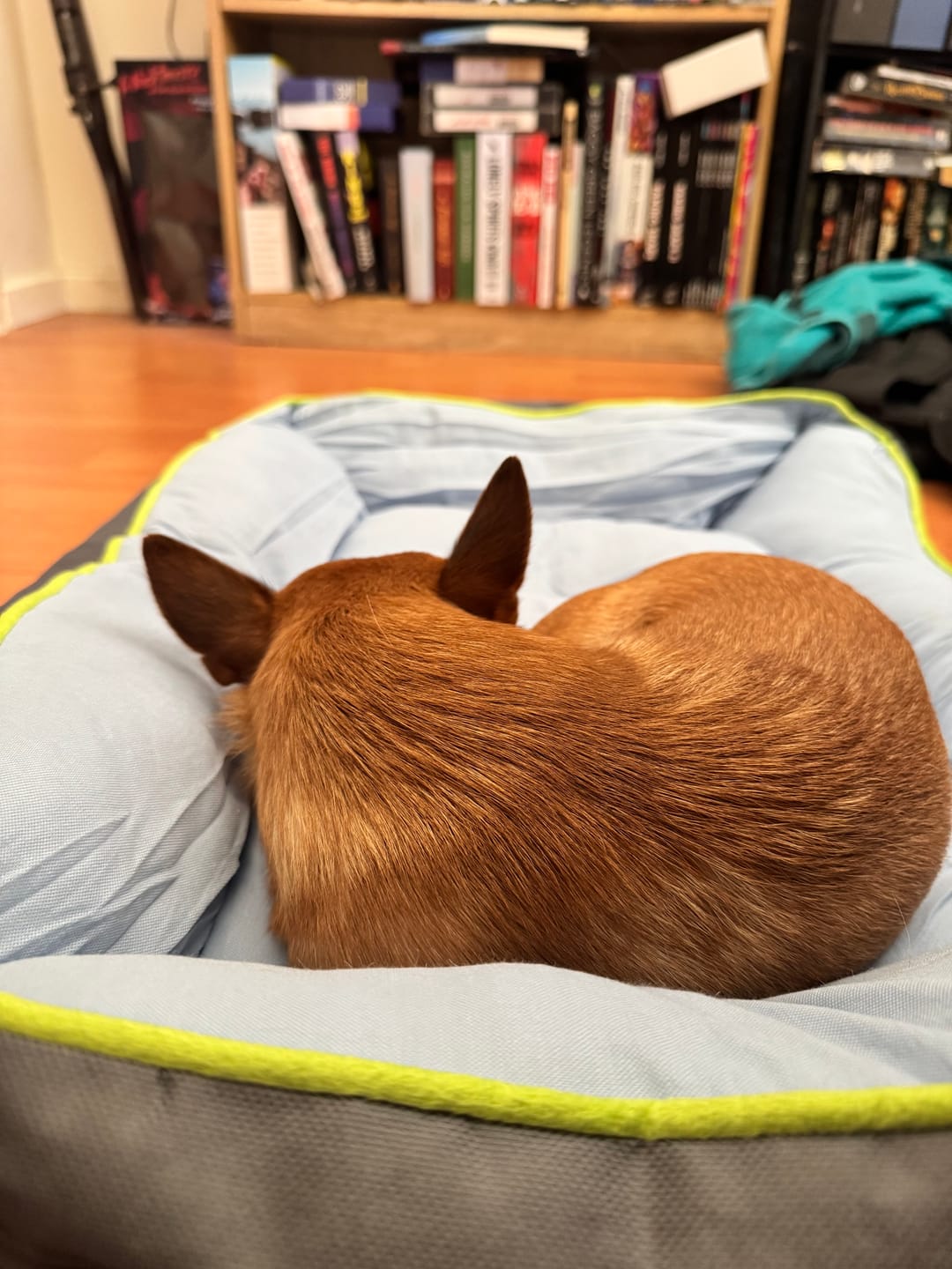Customer photo review of Pet Cooling Sofa Bed
