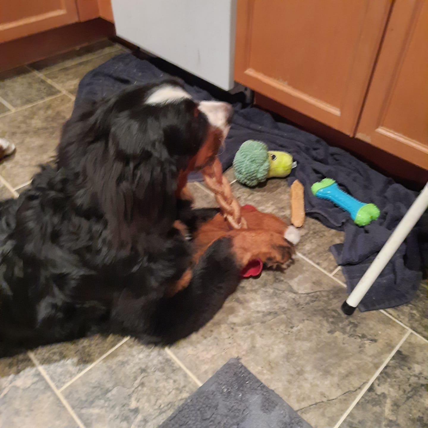 Customer photo review of 12 Inch Jumbo Braided Bully Stick