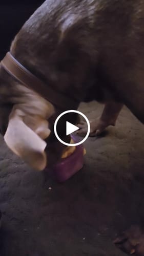 Customer photo review of Freezflower Cup -  Frozen Treat Cup for Calm, Happy Dogs