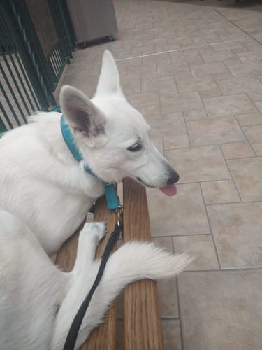 Customer photo review of Carrying Case for furMe Grooming Vacuum