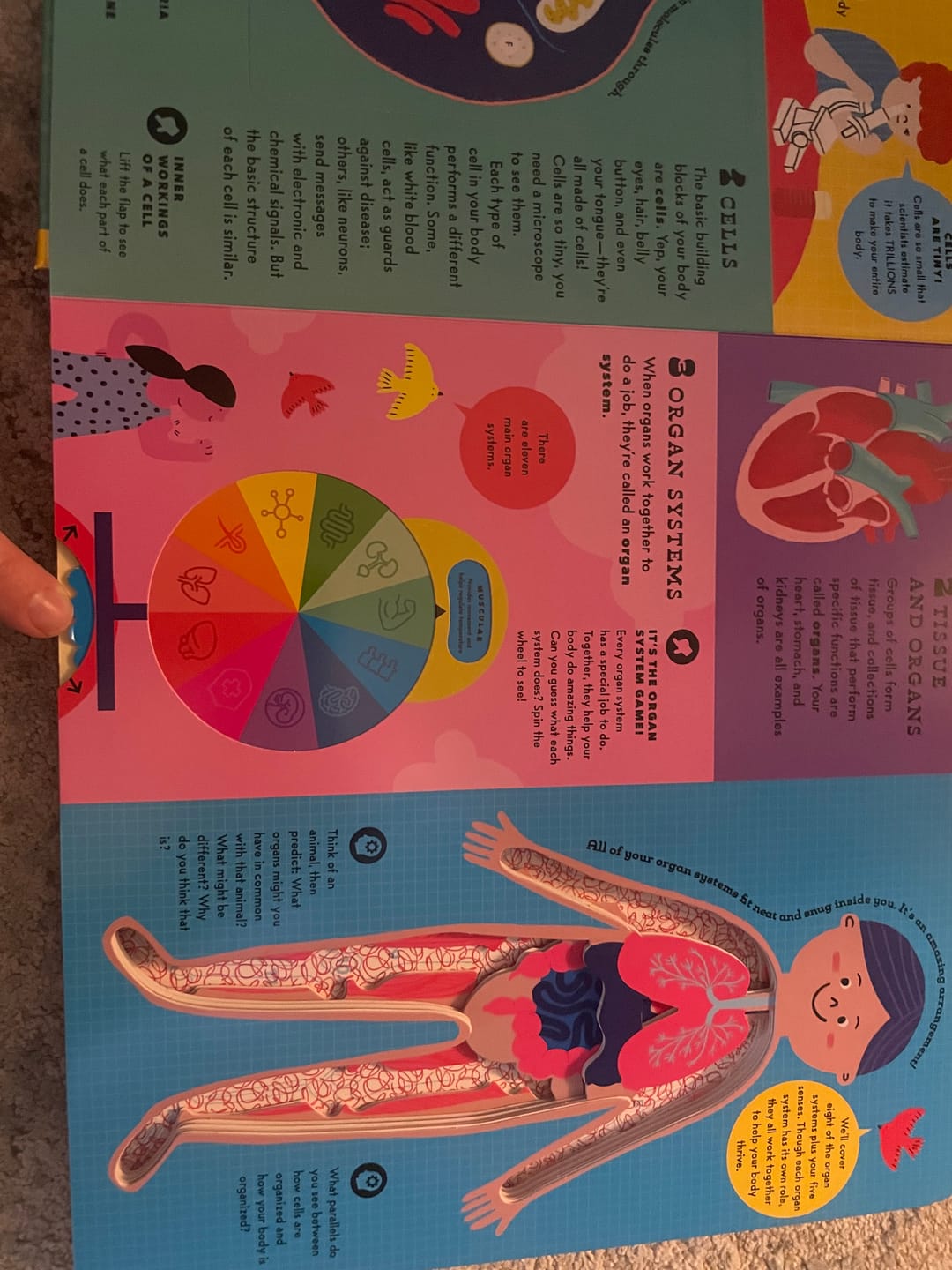 Customer photo review of The Interactive Human Body