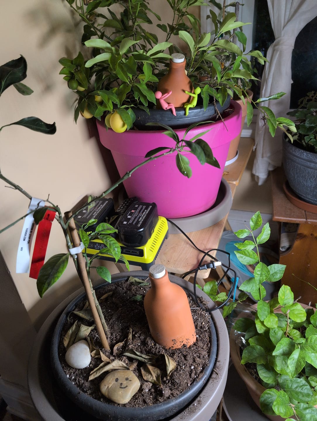 Customer photo review of Oya™ Watering Spike