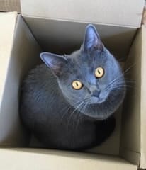 Customer photo review of Pâtée Volaille & Légumes (x16) - Chat