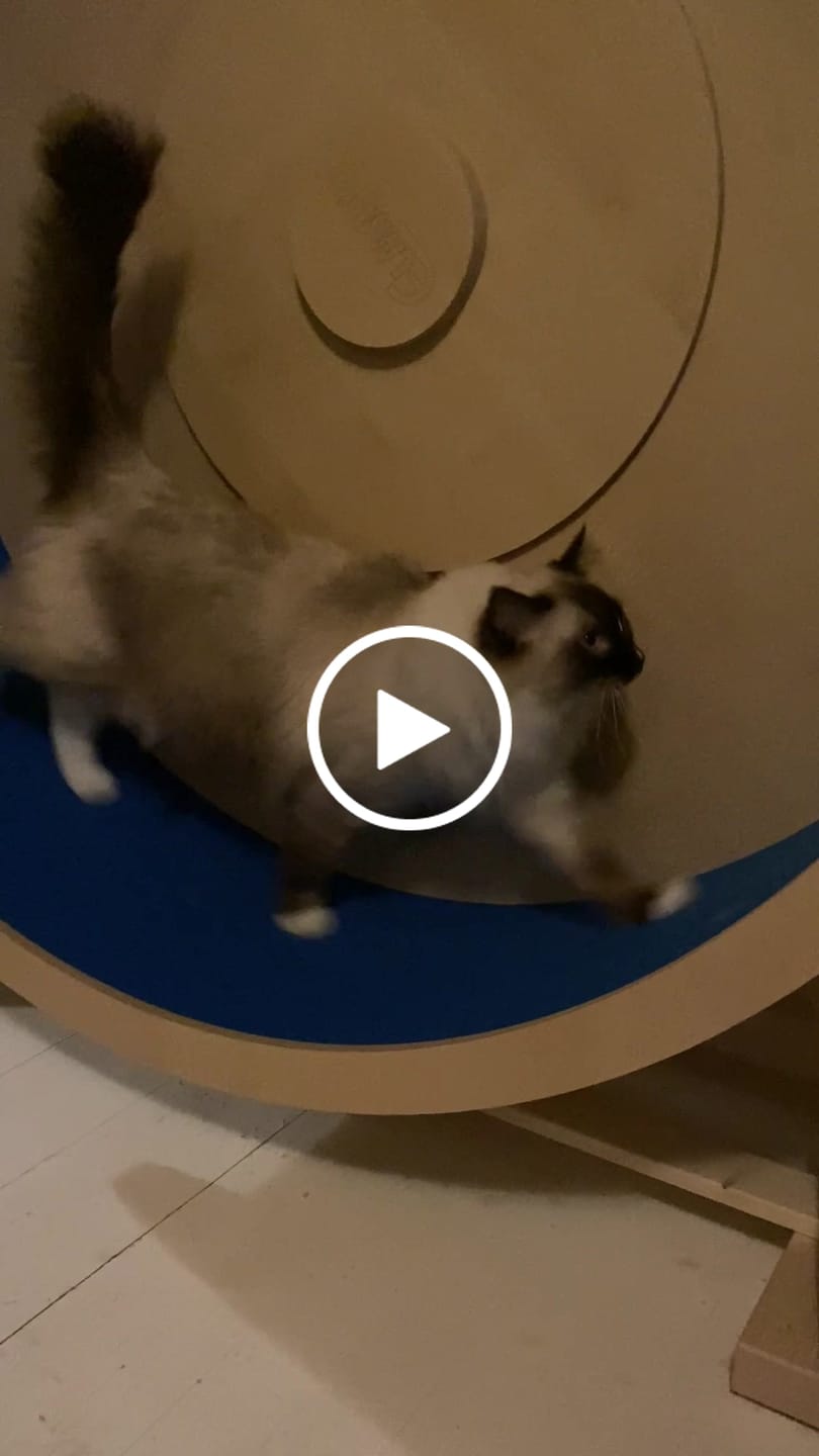 Customer video review of Elmato Katzenlaufrad Rocky Standmodell