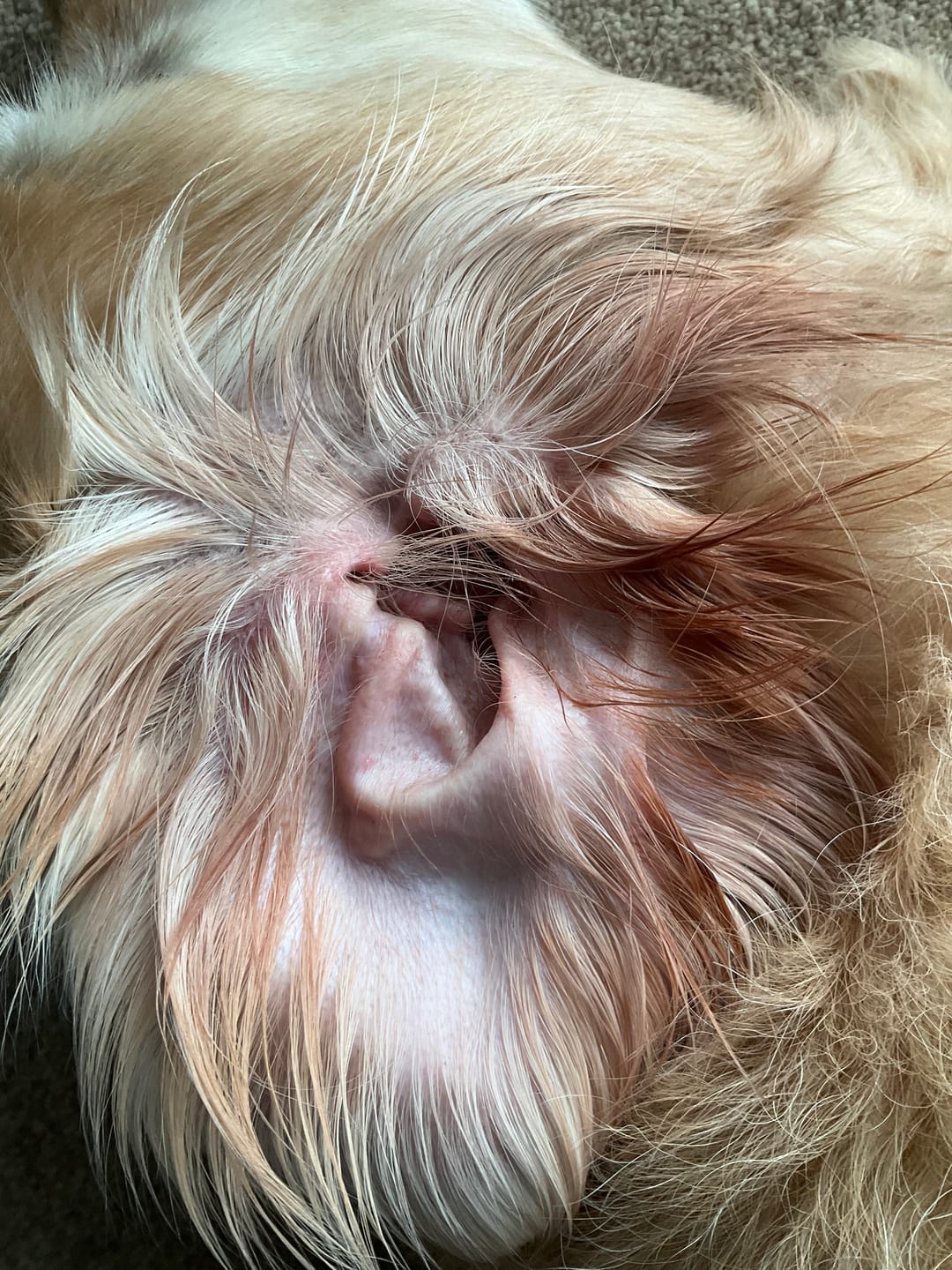 Customer photo review of Collagen Powder For Dogs