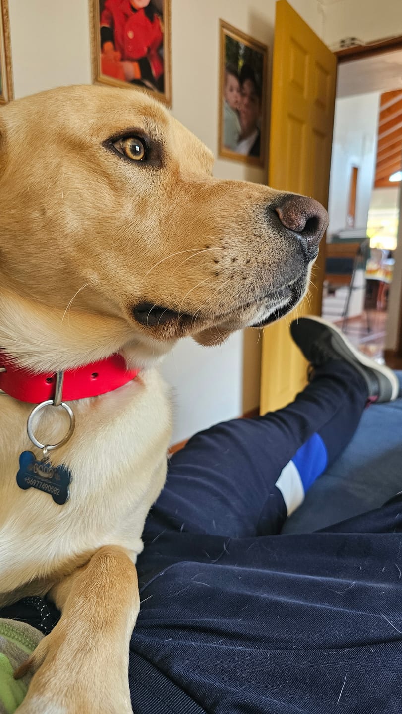 Customer photo review of Collar Duke Rojo/Negro