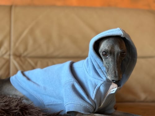 Customer photo review of Polo Ralph Lauren Dog Polo Bear Hoodie