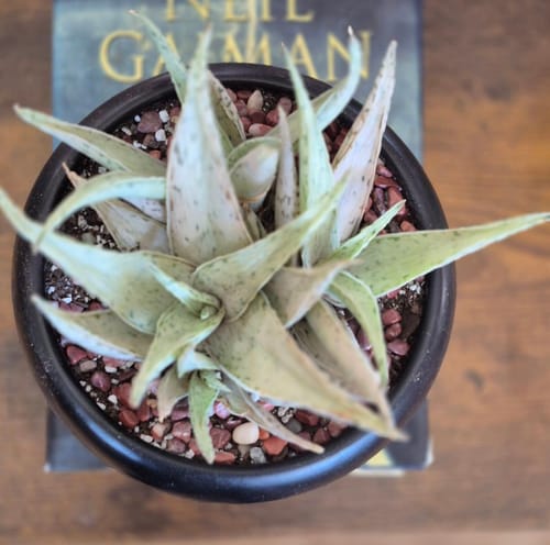 Customer's potted Aloe Snow Drift plant with pale, speckled leaves shown from above.