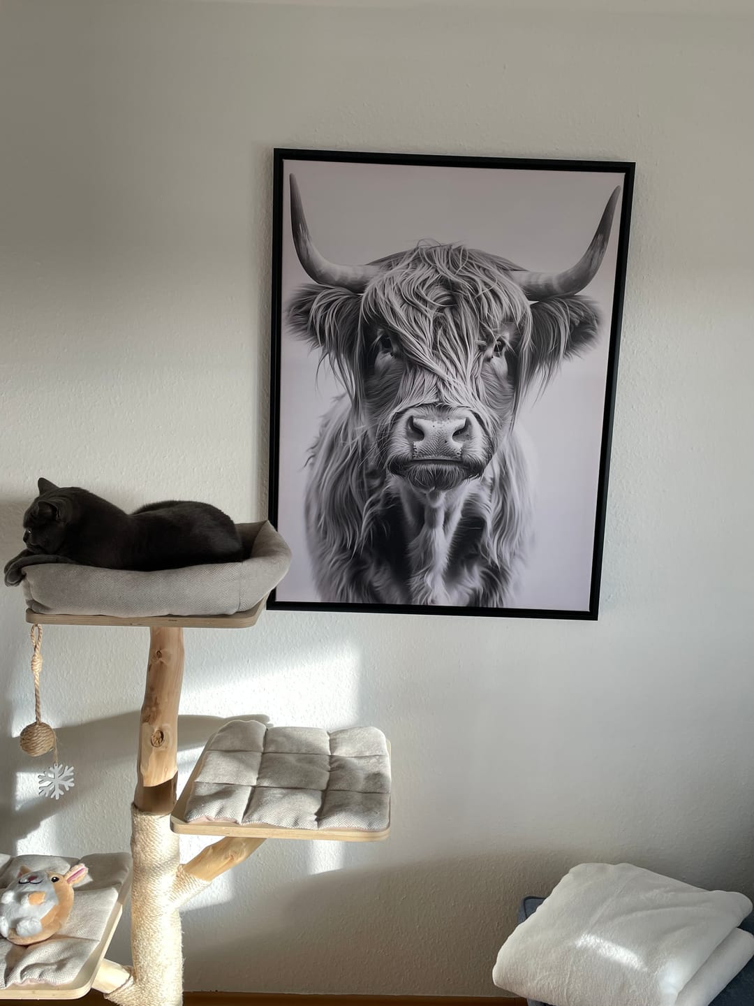Customer photo review of Happy Highland Cattle