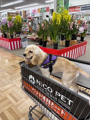 Customer photo review of FunFunPet 高機能ハーネス（お名前タグ作成サービス付き）