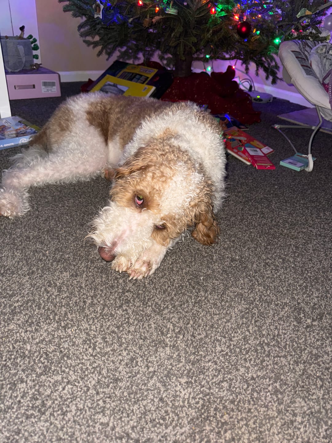 Customer photo review of 6 Inch Standard 31 Pack - Bully Sticks