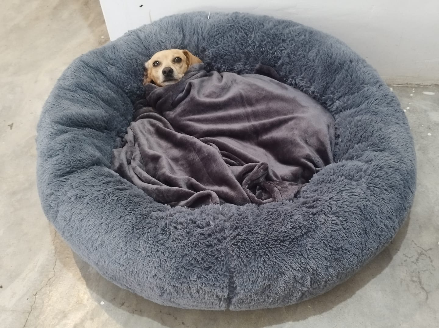 Customer photo review of Manta Relajante para Mascotas
