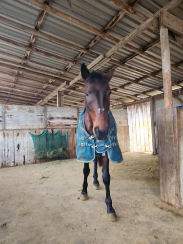 Customer photo review of Strotonin Horse Support