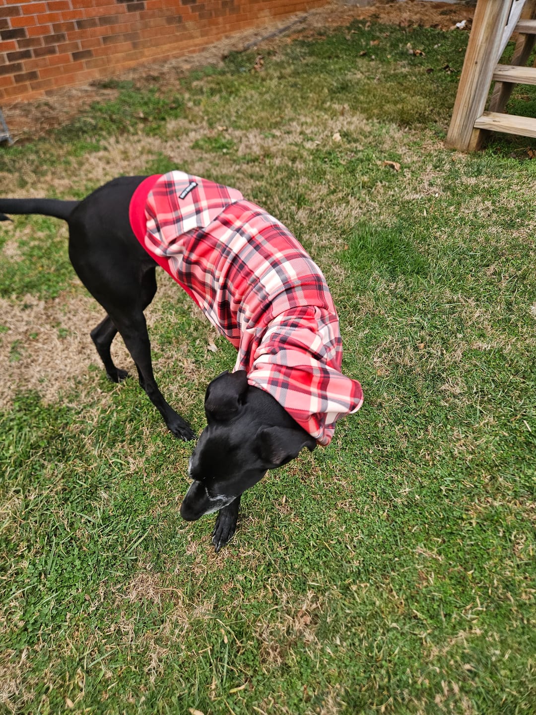 Customer photo review of Red Plaid Dog Hoodie