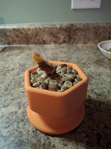 Customer photo review of FreezCup - Long-Lasting Chew Fun