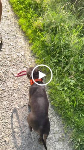 Customer video review of Slip N' Clip Collar | XS-M Breeds - Orange