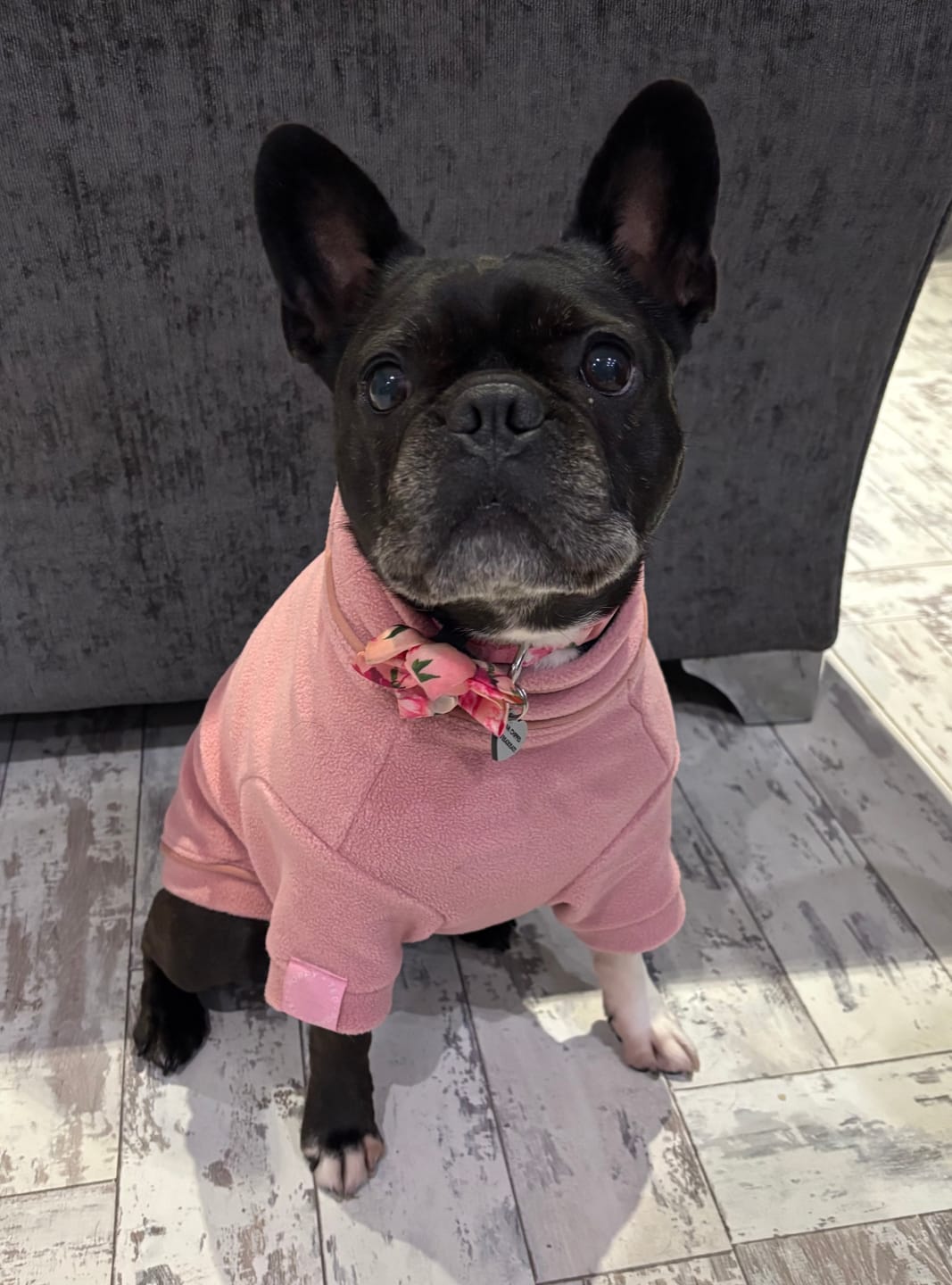 Customer photo review of Cosy Dog Fleece Jumper - Zip Up / Step in Style | Rose Pink