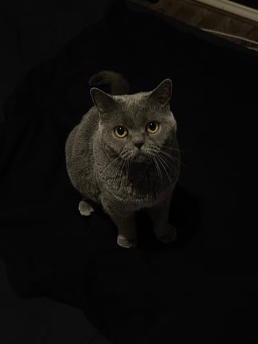 Customer photo review of 3 Month Supply - 4 Cats