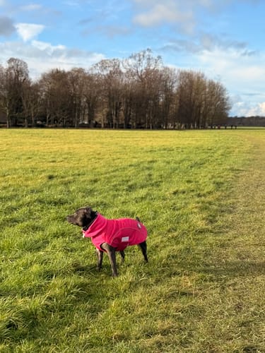 Customer photo review of Dog Coat With Zip - Shower Proof - Carminerose