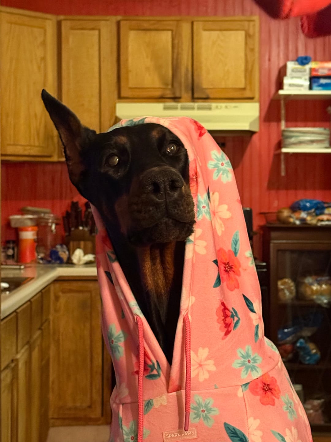Customer photo review of Blossom Dog Hoodie - Pink