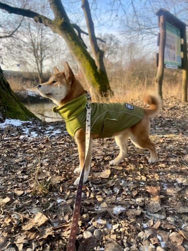 Customer photo review of Dog Coat With Zip - Shower Proof - Olive Green