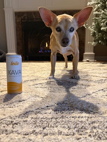 Customer's can of Tangerine Mango Leilo Kava Tonic sitting on a plush carpet next to a small tan dog.