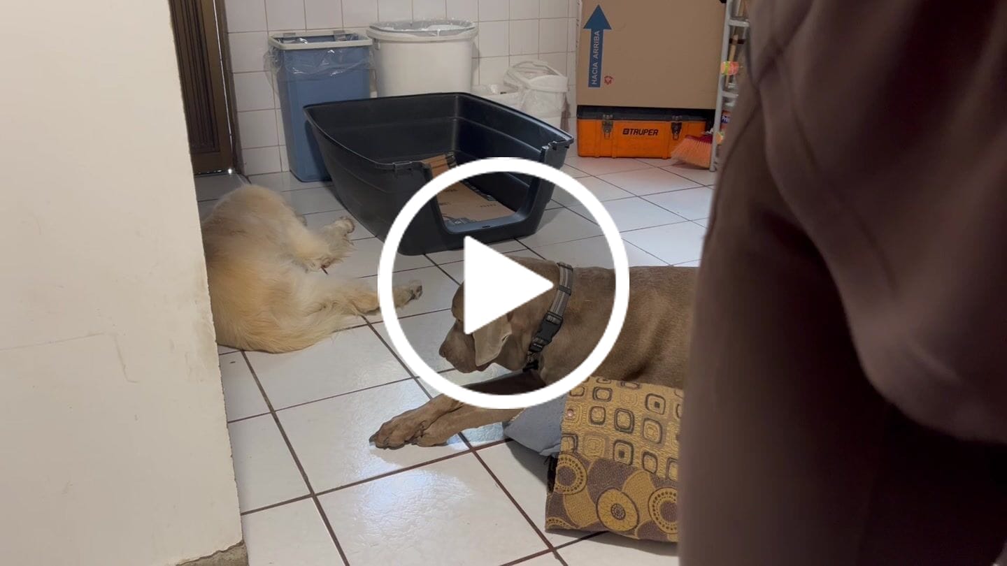 Customer video review of Manta Relajante para Mascotas
