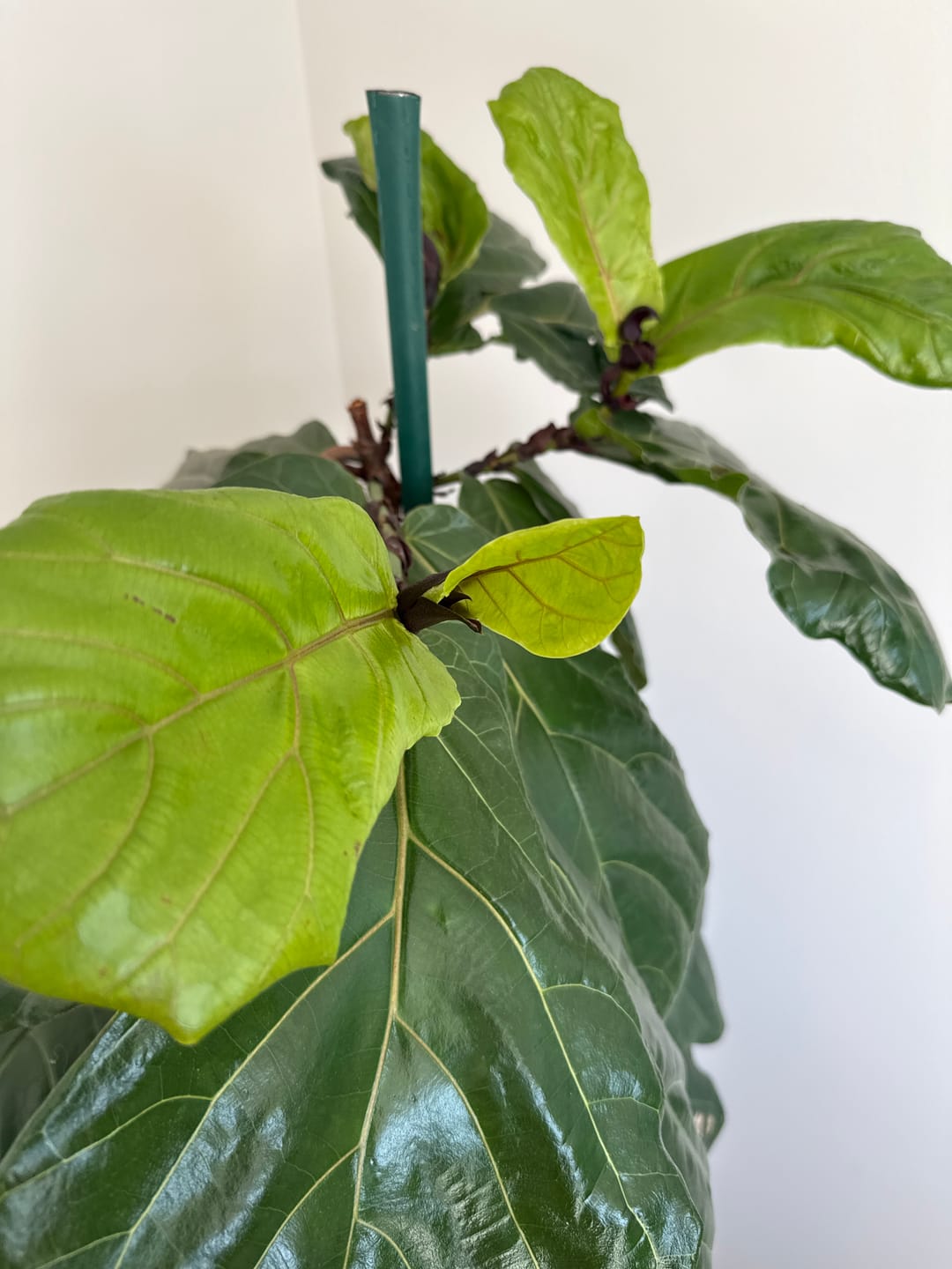 Customer photo review of Soil Refresh